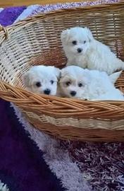 Maltese toy