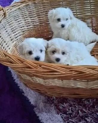 Maltese toy