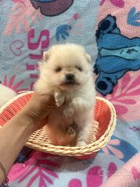 Pomerania