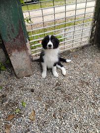 Cuccioli Border collie