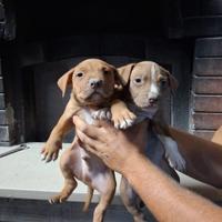 Cuccioli di Pitbull