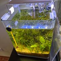 Acquario completo ed avviato