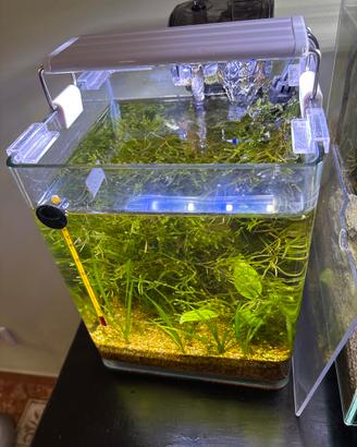 Acquario completo ed avviato