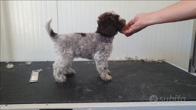 Lagotto romagnolo
