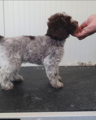 Lagotto romagnolo