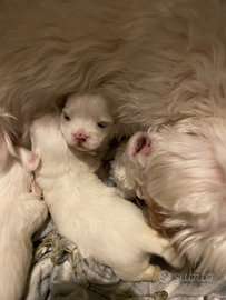 Cuccioli maltese toy