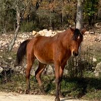 Stalloni cavalli arabi