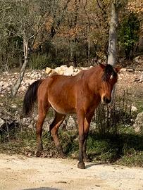 Stalloni cavalli arabi