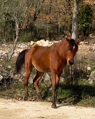 Stalloni cavalli arabi