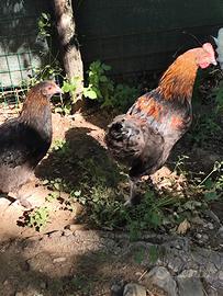 Coppia galline Marans