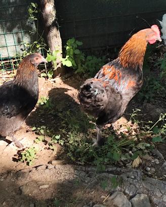 Coppia galline Marans