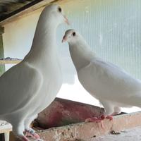 Coppia di colombi viaggiatori bianchi