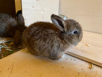 Cuccioli Conigli Ariete Nani