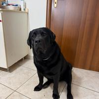 Labrador per monta