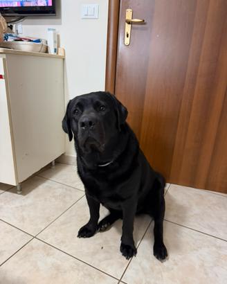 Labrador per monta