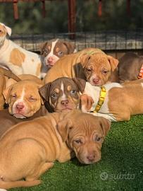 Cuccioli di Pitbull red nose occhi chiari