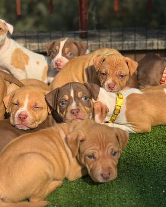 Cuccioli di Pitbull red nose occhi chiari