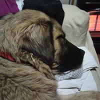 Femmina Kangal/terranova