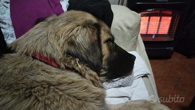Femmina Kangal/terranova