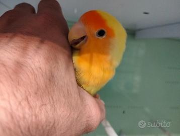 Inseparabile roseicollis allevato a mano