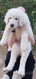 Cucciolo pastore maremmano abruzzese