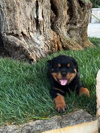 Rottweiler femminuccia