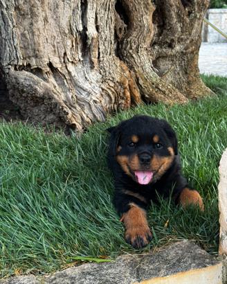 Rottweiler femminuccia