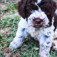 Cuccioli di Lagotto Romagnolo