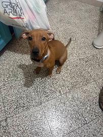 Cane meticcio