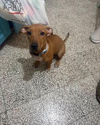 Cane meticcio