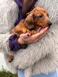 Cucciolo di bassotto arlecchino