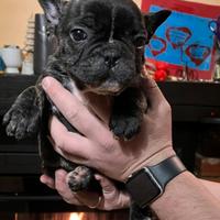 Cuccioli bulldog francese