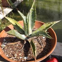 Pianta di agave