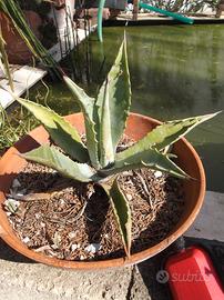 Pianta di agave