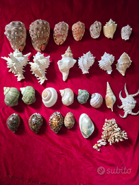 Collezione di varie specie di conchiglie marine 