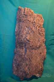 corteccia