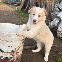 Border collie ee-red