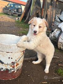 Border collie ee-red