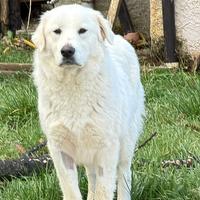 SUMMER socievole 1 anno taglia grande