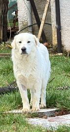 SUMMER socievole 1 anno taglia grande