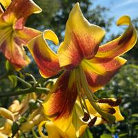 2 bulbi di Lilium Robert Swanson giglio OT