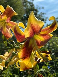 2 bulbi di Lilium Robert Swanson giglio OT