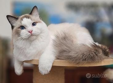 Maschietto Gatto Ragdoll