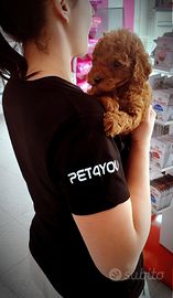 Cuccioli barboncino, maltipoo piccoli ANCHE RATE