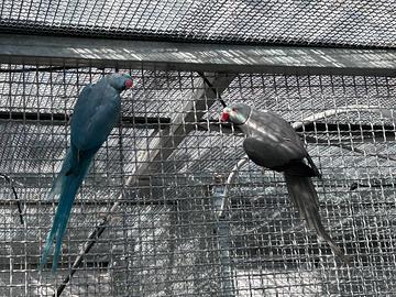 Parrocchetti dal collare con estrazione