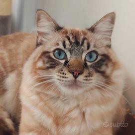 Ragdoll maschio Seal lynx per accoppiamento