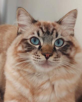 Ragdoll maschio Seal lynx per accoppiamento