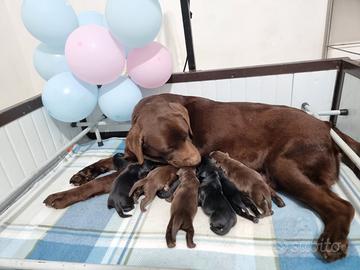 Cuccioli labrador
