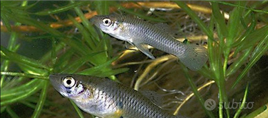 Pesci per laghetti GAMBUSIE