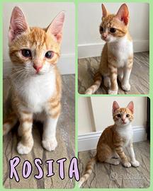 Gattini 2 mesi